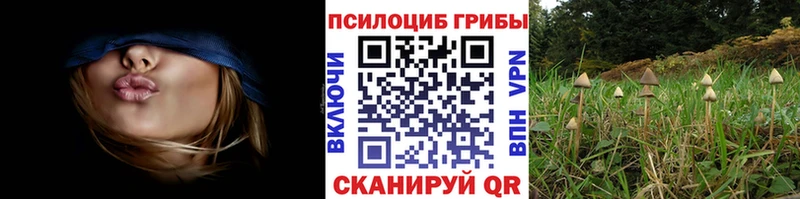 Псилоцибиновые грибы Psilocybine cubensis  ОМГ ОМГ как войти  Фёдоровский 